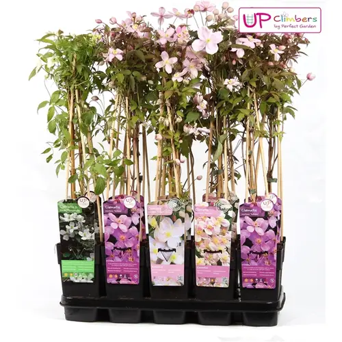 Clematis Mix Grossbl. T15 H065