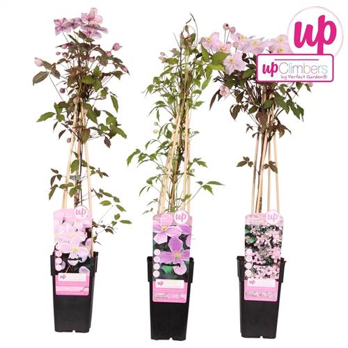 Clematis Mix Grossbl. T15 H065