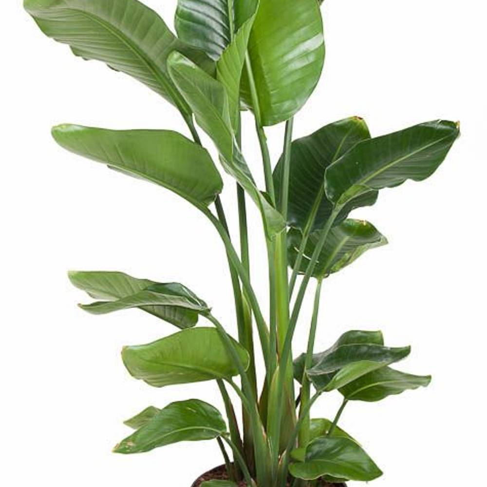 Strelitzia Nicolai T31 H140