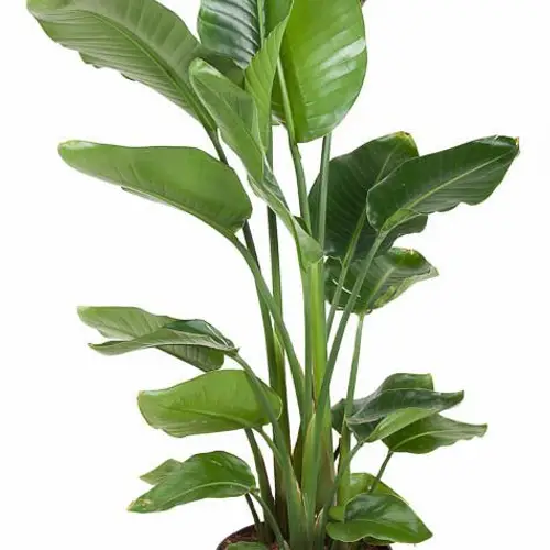 Strelitzia Nicolai T31 H140