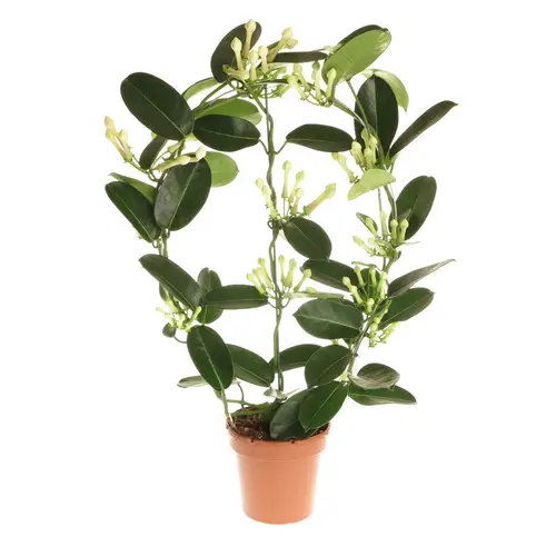 Stephanotis Eleg. 11-13Bl. T12 H55