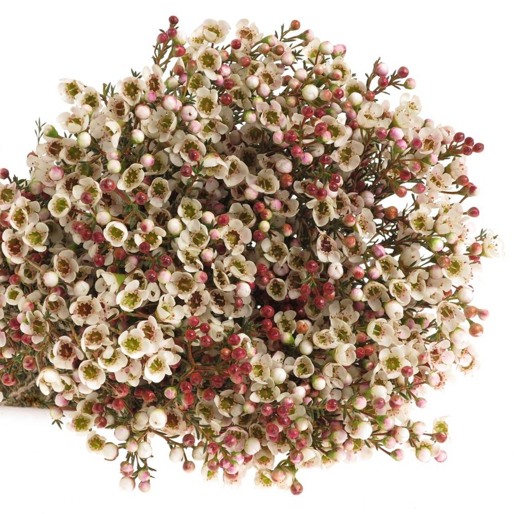 Wachsflower creme Tal 40 Gramm 70cm