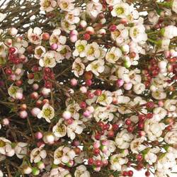 Wachsflower creme Tal 40 Gramm 70cm