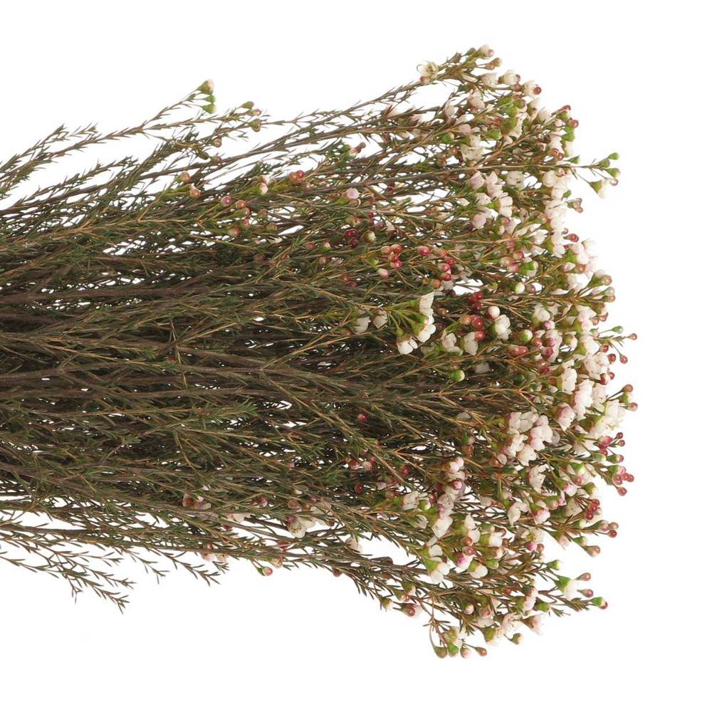 Wachsflower creme Tal 40 Gramm 70cm