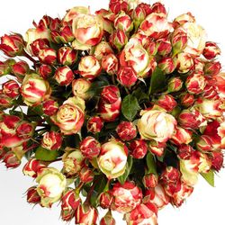 Rose rot/creme Freiland Adele 4+Blüte 40cm