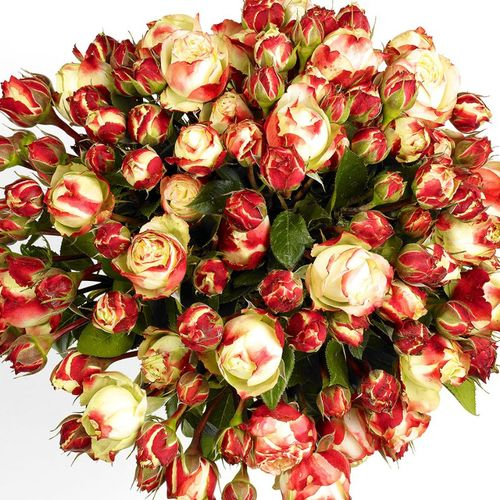 Rose rot/creme Freiland Adele 4+Blüte 40cm