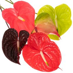 Anthurium mix 4 Farbe Blüte 15cm