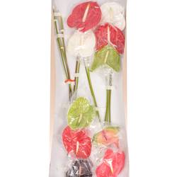 Anthurium mix 4 Farbe Blüte 15cm