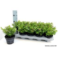 Cuphea Hysso. Twin T10,5 H021