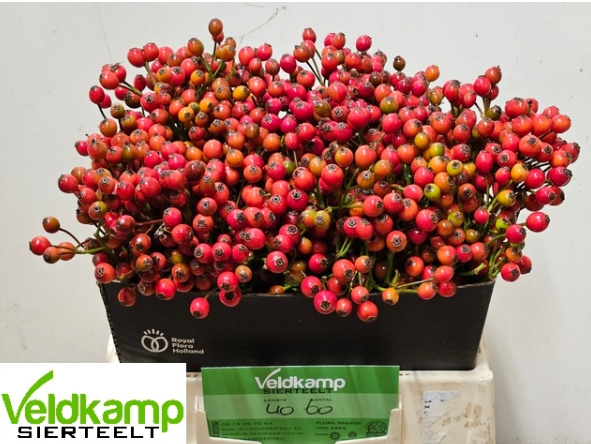 Hagebutte rot Magical Autumn Glory 40cm