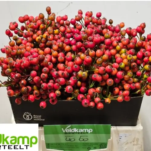 Hagebutte rot Magical Autumn Glory 40cm