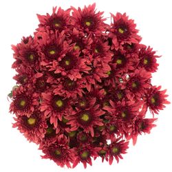 Chrys.Freil.Tros rot Beppie 60 Gramm 55cm