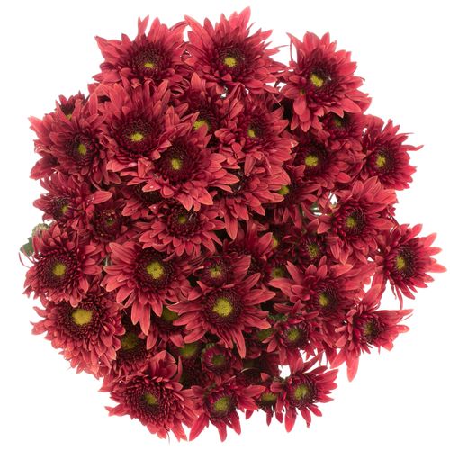 Chrys.Freil.Tros rot Beppie 60 Gramm 55cm