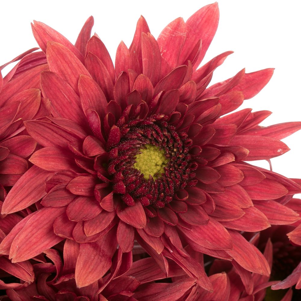 Chrys.Freil.Tros rot Beppie 60 Gramm 55cm