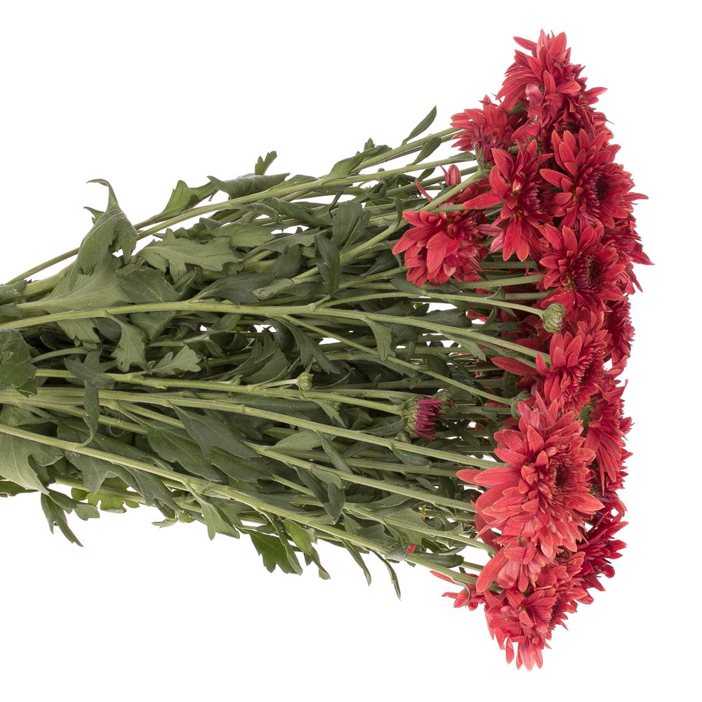 Chrys.Freil.Tros rot Beppie 60 Gramm 55cm