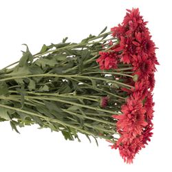 Chrys.Freil.Tros rot Beppie 60 Gramm 55cm