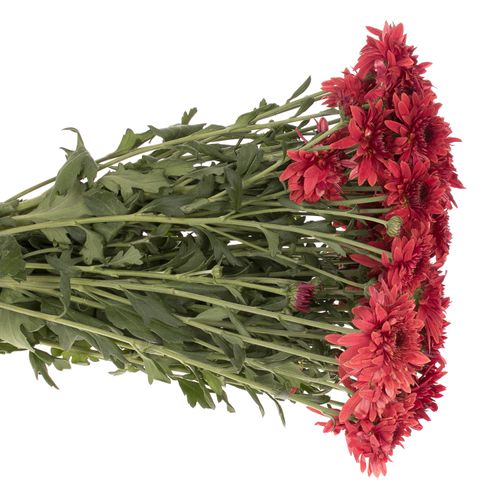 Chrys.Freil.Tros rot Beppie 60 Gramm 55cm