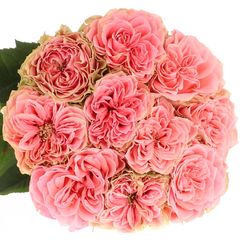 Rose lachs Country Girl gefüllt 70cm