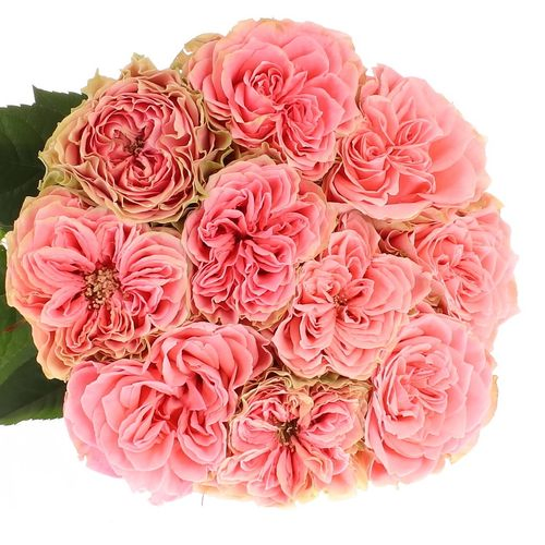 Rose lachs Country Girl gefüllt 70cm
