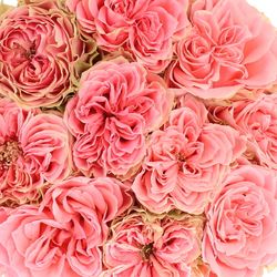 Rose lachs Country Girl gefüllt 70cm