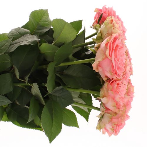 Rose lachs Country Girl gefüllt 70cm