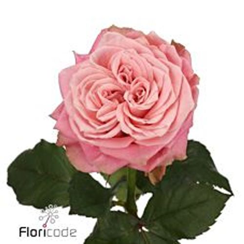 Rose lachs Country Girl gefüllt 70cm