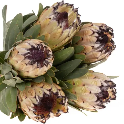 Protea creme/weiss/schwarz lila Lady Pearl 50cm