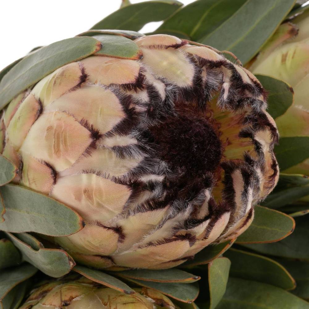 Protea creme/weiss/schwarz lila Lady Pearl 50cm