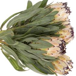 Protea creme/weiss/schwarz lila Lady Pearl 50cm
