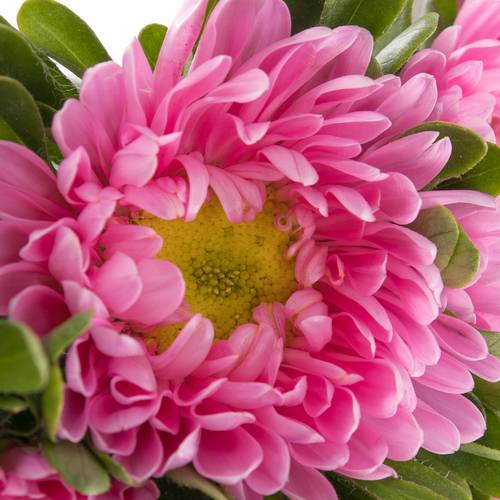 Aster rosa 45cm