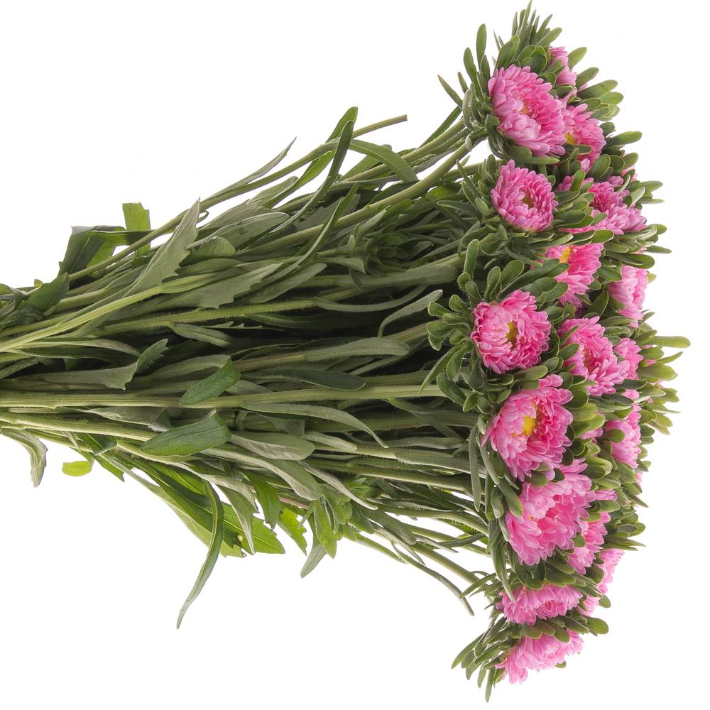 Aster rosa 45cm