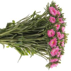Aster rosa 45cm
