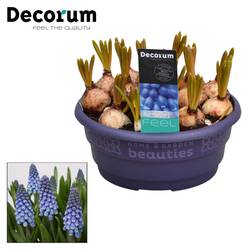 Muscari 15er blau Schale T16 H15