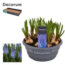 Muscari 15er blau Schale T16 H15