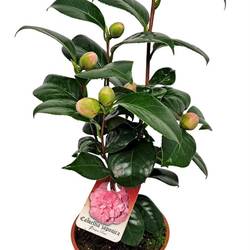 Camelia Japonica rosa T13 H042