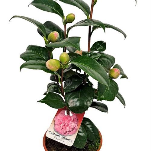 Camelia Japonica rosa T13 H042