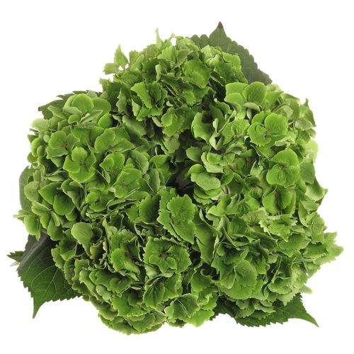 Hortensie grün Emerald 50cm