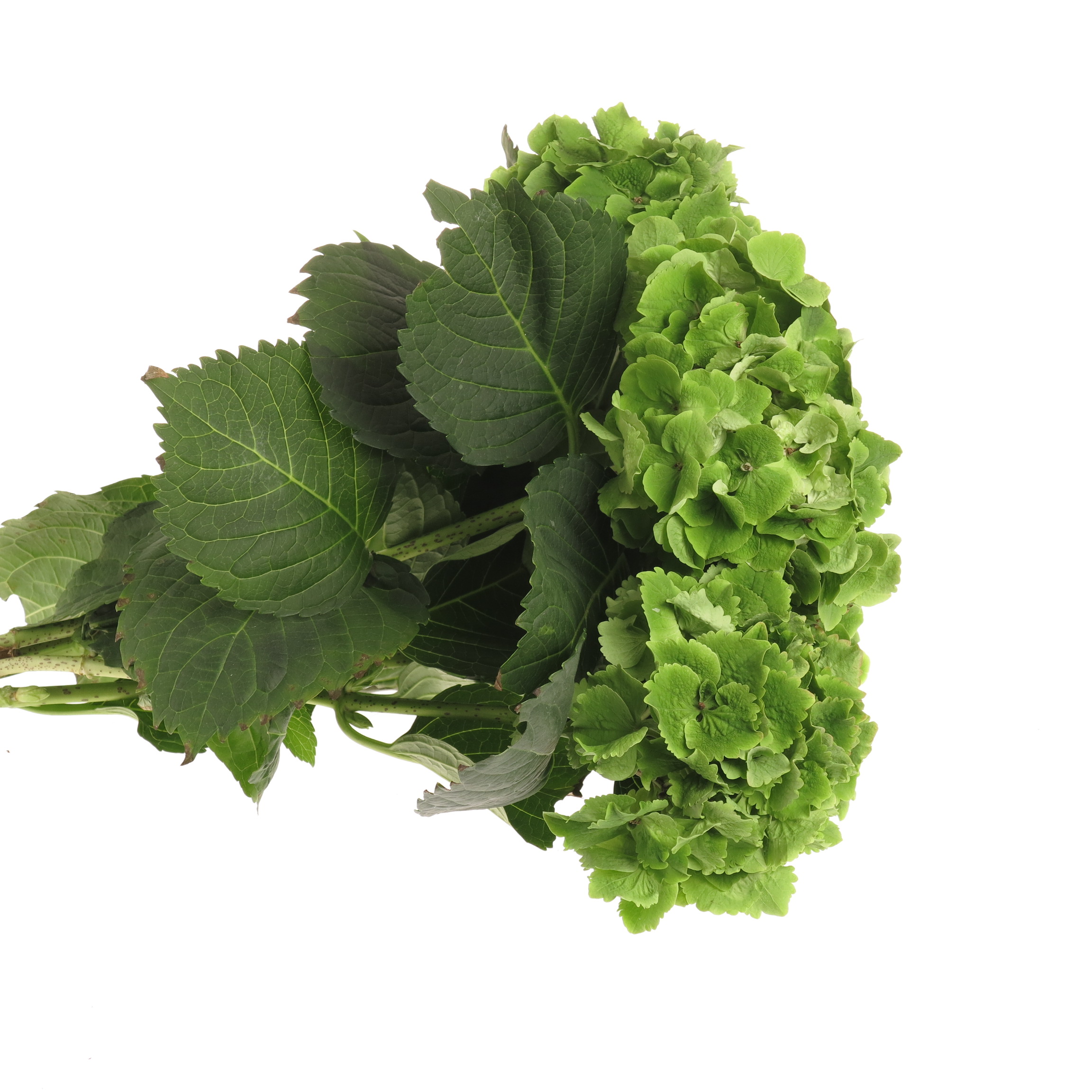 Girlande dunkel grn Thuja rund gebunden 10Meter (Girlande) | Heyl -  Blumengrohandel / Floristikgrohandel