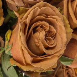 Rose orange Toffee 80cm