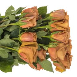 Rose orange Toffee 80cm
