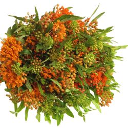 Aesclepia orange 60cm