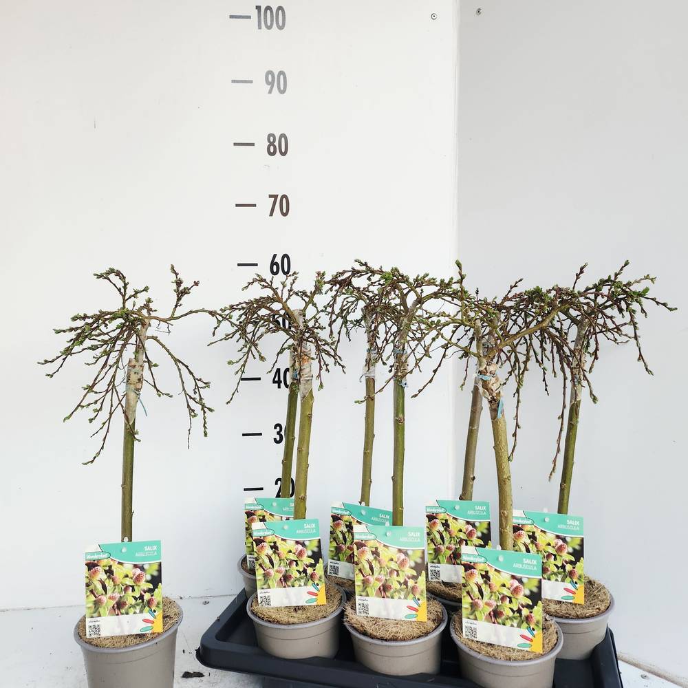 Salix Arbuscula T14 H050