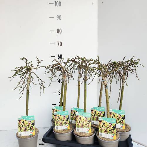 Salix Arbuscula T14 H050