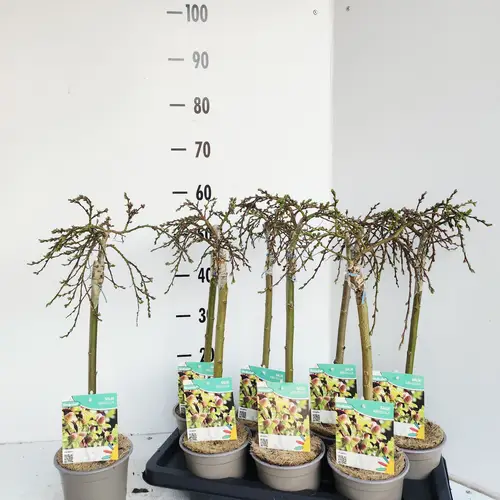 Salix Arbuscula T14 H050