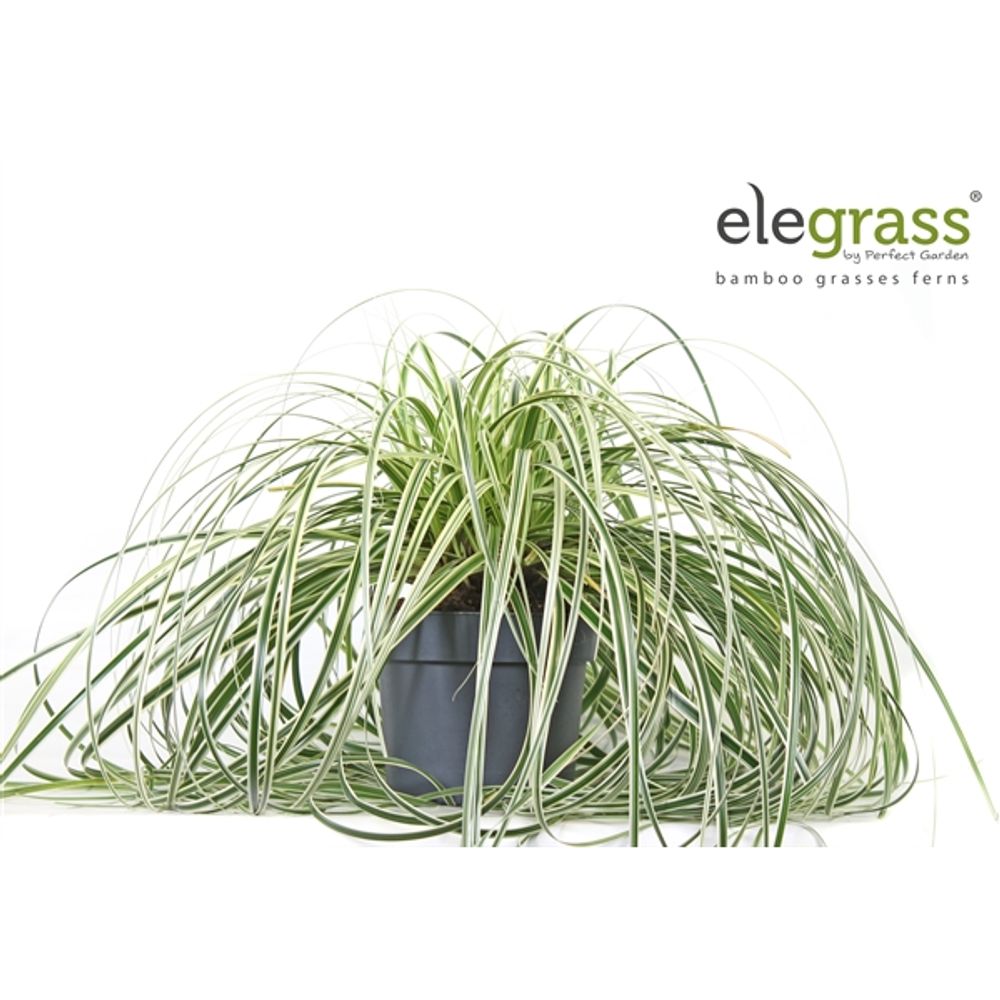 Carex Feather Falls T19 H40