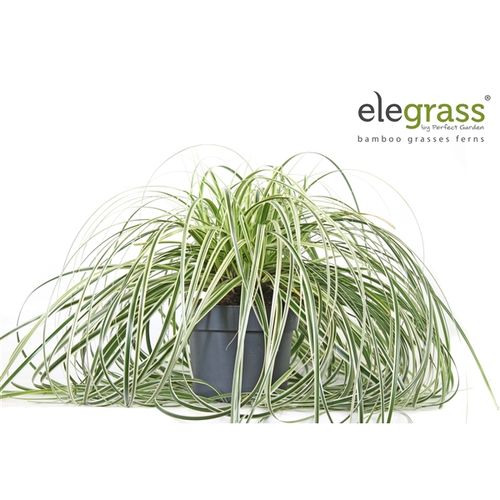 Carex Feather Falls T19 H40