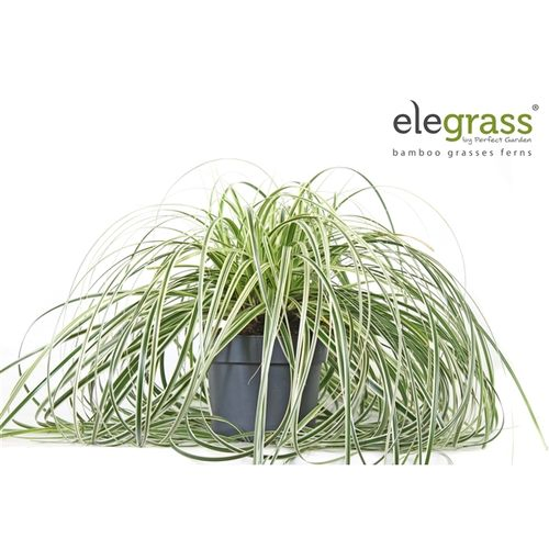 Carex Feather Falls T19 H40