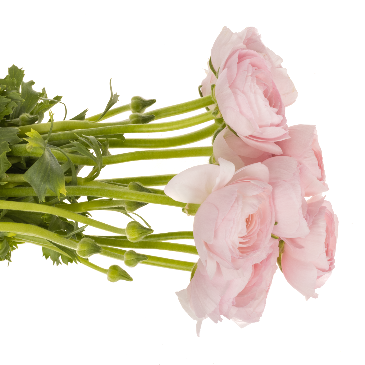 Ranunkel rosa Hanoi 40cm 60 Gramm