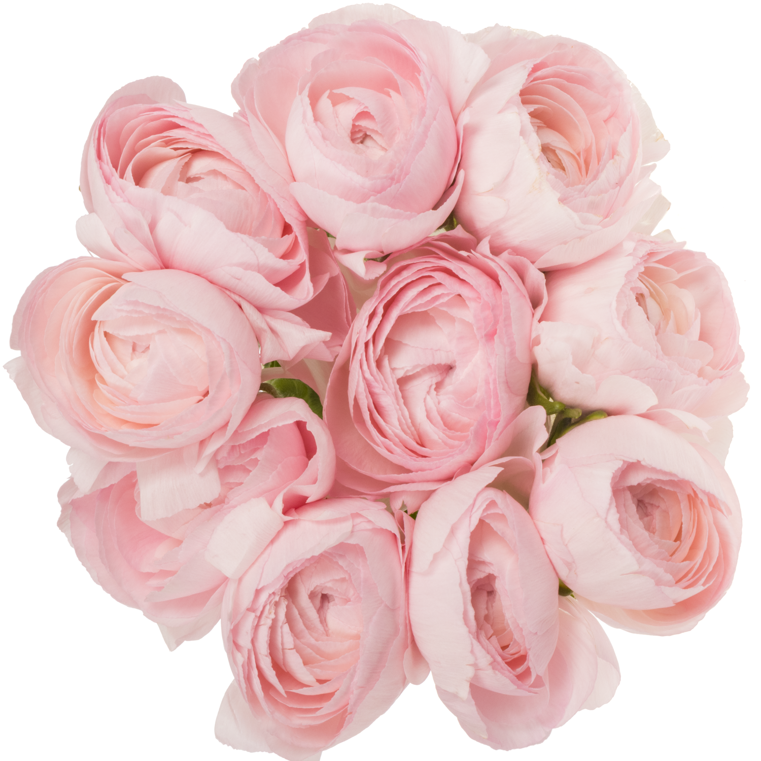 Ranunkel rosa Hanoi 40cm 60 Gramm