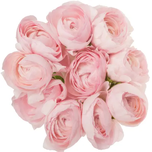 Ranunkel rosa Hanoi 40cm 60 Gramm